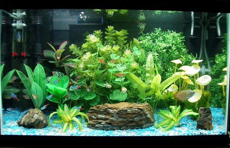 aquarium plants